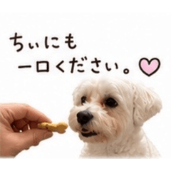 kotopurin_20260515121124