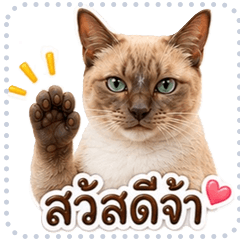 Talkative Catt