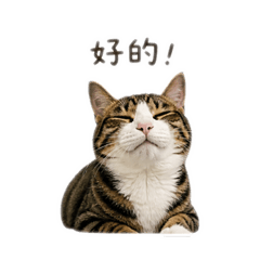 咪睏睏2
