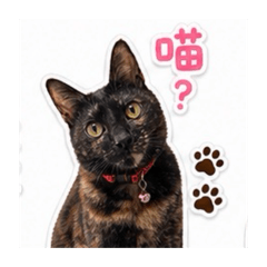錢錢大寶貝