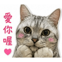 我是阿毛 阿毛是我 毛哥的日常