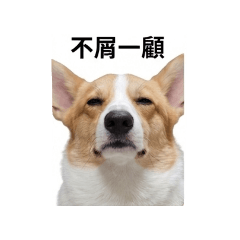 跩花芝