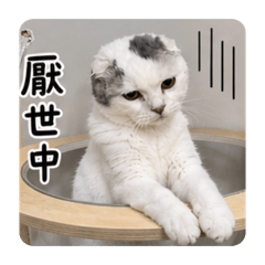 Migi - 我就是天生厭世
