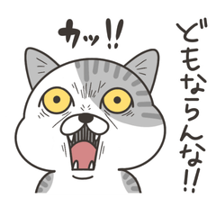Hokkaido Cat: Useful Daily Phrases