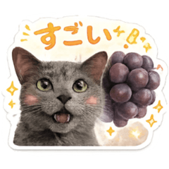 Gentle Cat Reactions