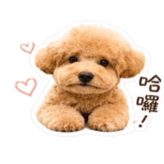 小可愛Mumu