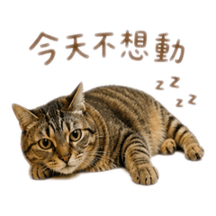 虎斑貓～小琥