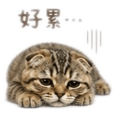 牛牛—喵喵日常1