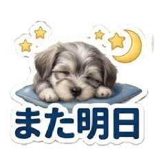 baby schnauzer luke's daily life