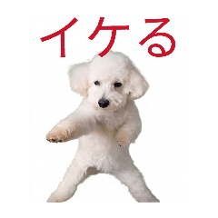 Everyday "Toypoodle"