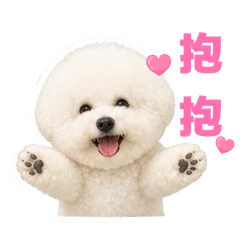 比熊Renee
