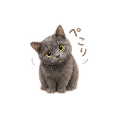 Soft Cat Stickers for Warm Chats