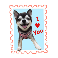 Winning Chihuahua