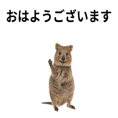 Real Quokka Polite Stickers