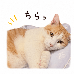 tsumire life vol.2