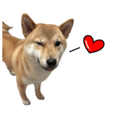 柴犬あき