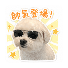 寶貝狗樂樂
