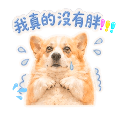 柯基Hola爽爽狗生2.0