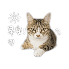 皮皮醬1