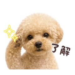 Toypoodle Bontenmaru