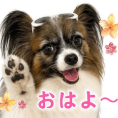 Expressive Papillon: Summer Edition