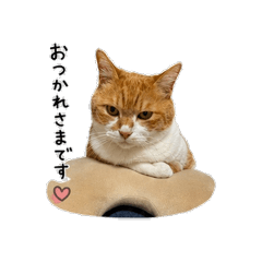 Nekochan no kimochi
