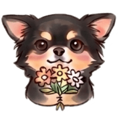coco of chihuahua2