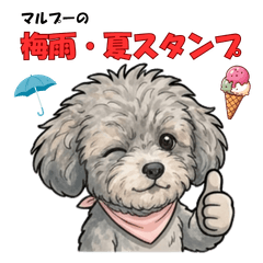 Maltipoo's Daily Summer (Rain & Sun)