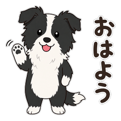 Cute & Gentle Border Collie Life
