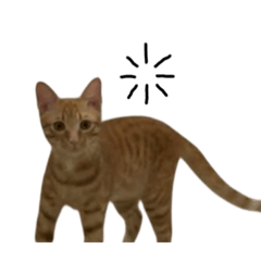 幼貓國