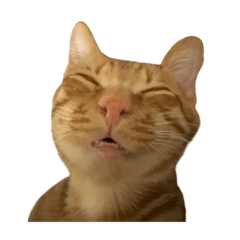 國咪