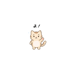 Chabi the Orange Tabby Cat