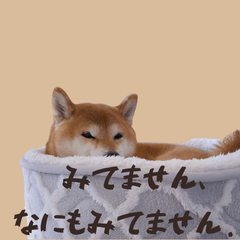 Quirky & Expressive Shiba Inu Hanaco
