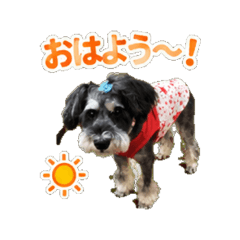 Topknot Schnauzer Photo Stickers