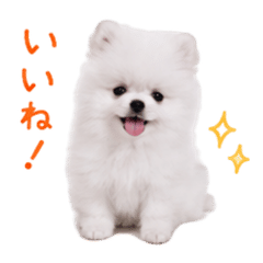 40 Cute Baby White Pomeranian Stickers
