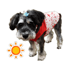Topknot Schnauzer Photo Style Stickers 2