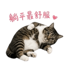 社畜貓貓【蜜糖】