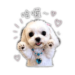 舌頭外露小狗