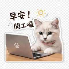 布偶Cat