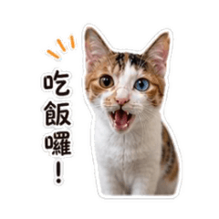 三花貓Sunny