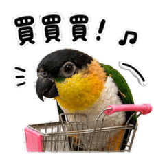 咪戈日常用語