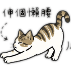 慵懶貓貓兒