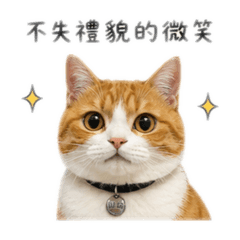 橘貓阿麥