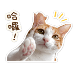 nini療癒日常篇