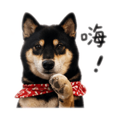 愛睡覺的小狗