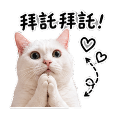 Puzi小貓的生存之道①