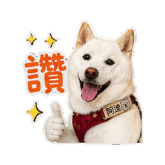 白柴阿迪#2