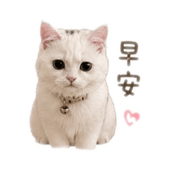 幼貓阿萌的成長物語