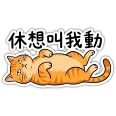 Mango2(橘貓）