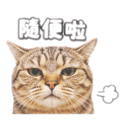 廖錢錢的日常（短腿曼篇）